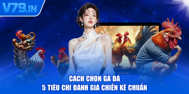 Cách Chọn Gà Đá - 5 Tiêu Chí Đánh Giá Chiến Kê Chuẩn