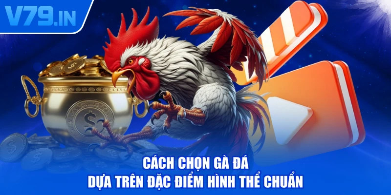 Cách chọn gà đá dựa trên đặc điểm hình thể chuẩn